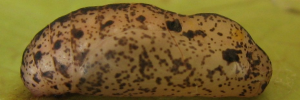 Pupae